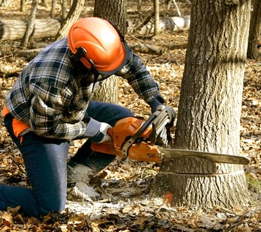 Tree Removal in Roundhead, OH